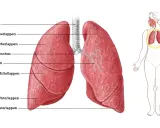 Lunge mit Luftröhre, Hauptbronchus, Bronchien und Bronchiolen. Die Lunge ist in Lappen unterteilt.