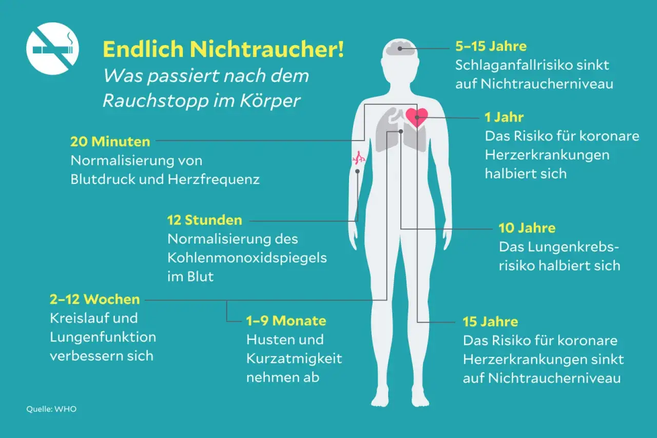 Nach Rauchstopp verbessern sich Kreislauf und Lungenfunktion, wo die Bronchien sind. Husten und Kurzatmigkeit nehmen ab.