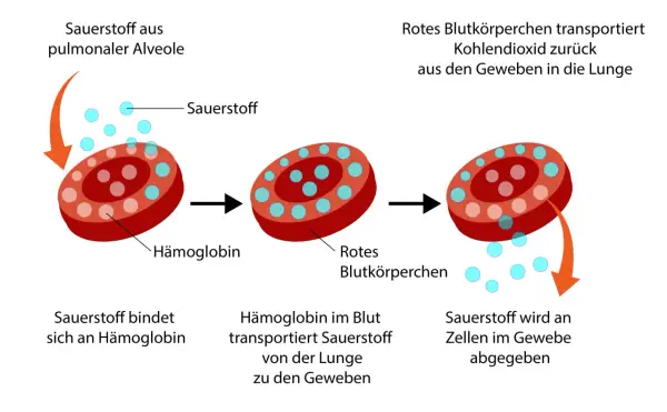 Rotes Blutkörperchen nimmt Sauerstoff auf, transportiert ihn zu den Geweben und gibt ihn ab. Zu viel Sauerstoff im Blut ist nicht gut.