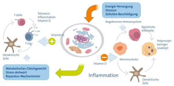 Vitamin D beeinflusst Immunzellen. Ein Mangel kann zu Entzündungen und Atemnot führen, da Reparaturmechanismen gestört sind.