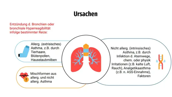 Ursachen von Asthma: Allergisches Asthma durch Reize wie Tierhaare, Pollen, Hausstaubmilben. Nicht-allergisches Asthma durch Infektionen, Kälte, Rauch oder Medikamente. Mischformen sind ebenfalls möglich.