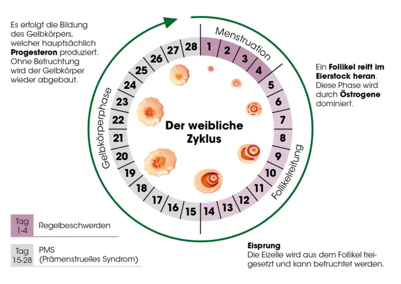 Der weibliche Zyklus: Menstruation, Follikelreifung, Eisprung, Gelbkörperphase. Rauchen kann die Periode beeinflussen.